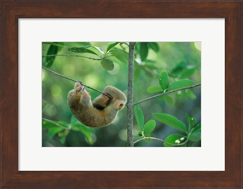 Framed Silky Anteater wildlife, West Indies, Trinidad Print