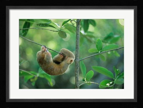 Framed Silky Anteater wildlife, West Indies, Trinidad Print