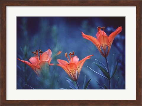 Framed Alberta, Jasper National Park Wood lily flowers Print