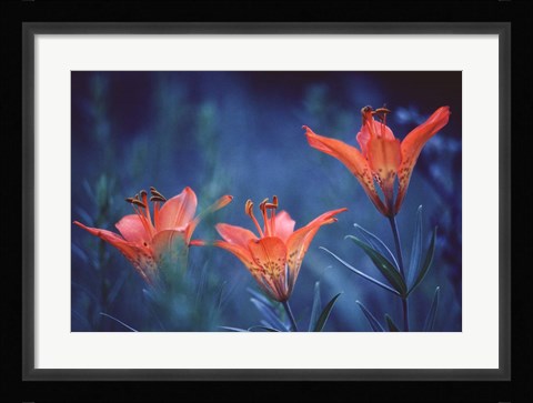 Framed Alberta, Jasper National Park Wood lily flowers Print