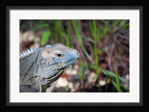 Framed Iguana lizard, Queen Elizabeth II Park, Grand Cayman Print