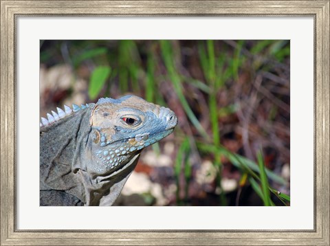 Framed Iguana lizard, Queen Elizabeth II Park, Grand Cayman Print