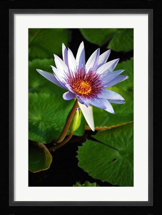 Framed Lily flower pads, Botanic Park, Grand Cayman Print