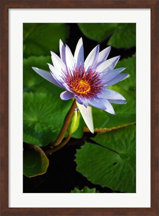 Framed Lily flower pads, Botanic Park, Grand Cayman Print