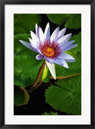 Framed Lily flower pads, Botanic Park, Grand Cayman Print