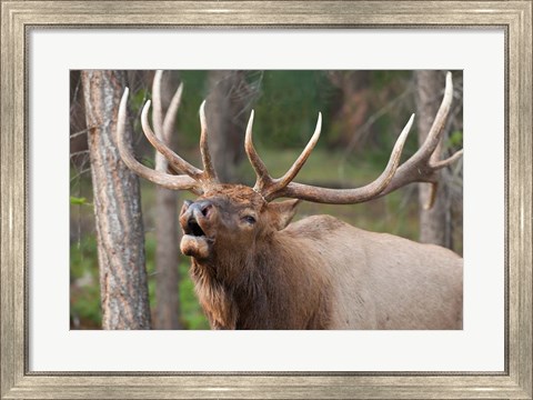 Framed Canada, Alberta, Jasper National Park Bull elk bugling Print