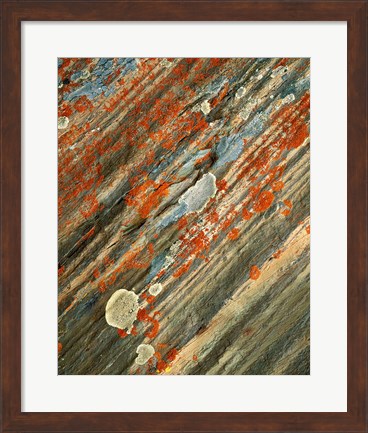 Framed Lichens on stone, Banff NP, Alberta, Canada Print