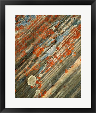 Framed Lichens on stone, Banff NP, Alberta, Canada Print