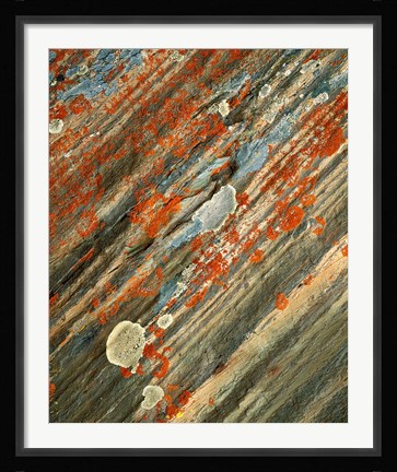 Framed Lichens on stone, Banff NP, Alberta, Canada Print
