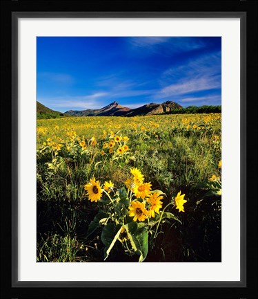 Framed Balsamroot along the Rocky Mountain Front, Waterton Lakes National Park, Alberta, Canada Print
