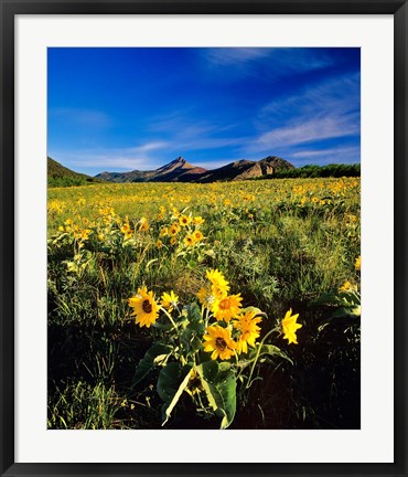 Framed Balsamroot along the Rocky Mountain Front, Waterton Lakes National Park, Alberta, Canada Print