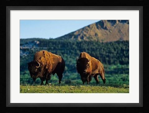 Framed Bison bulls, Waterton Lakes NP, Alberta Canada Print