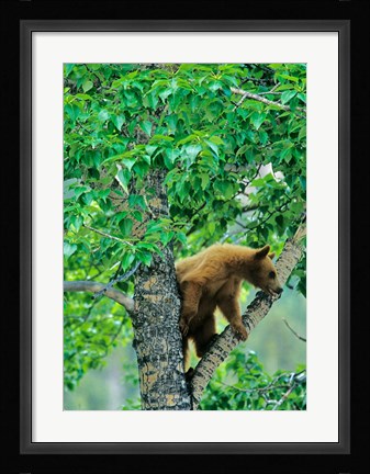 Framed Black bear, aspen tree, Waterton Lakes NP, Alberta Print