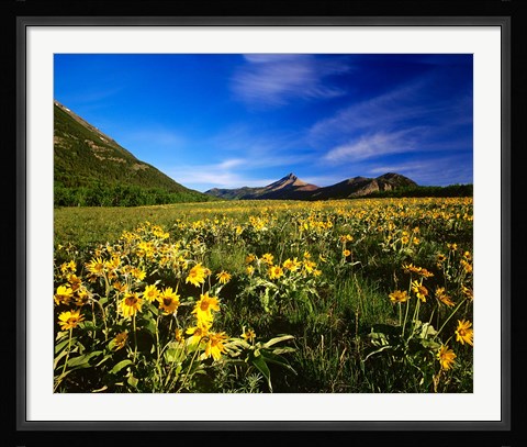 Framed Arrowleaf balsomroot covers the praire, Waterton Lakes National Park, Alberta, Canada Print