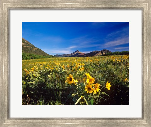 Framed Arrowleaf balsomroot flowers, Waterton Lakes NP, Alberta Print