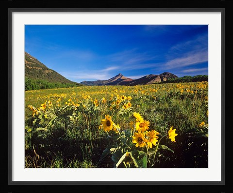 Framed Arrowleaf balsomroot flowers, Waterton Lakes NP, Alberta Print