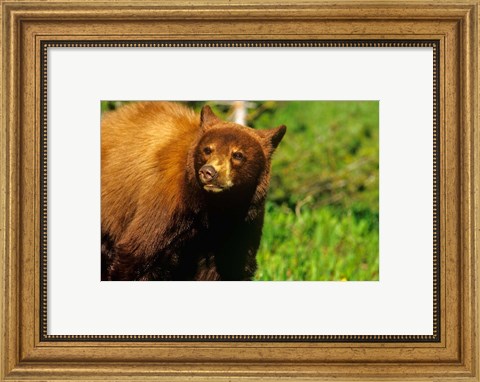 Framed Juvenile black bear, Waterton Lakes NP, Alberta, Canada Print
