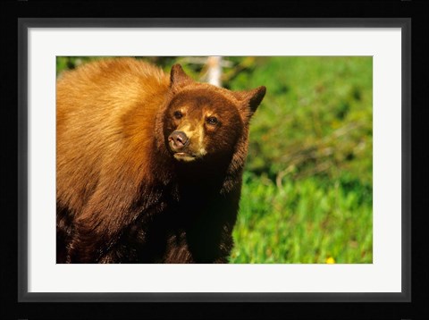 Framed Juvenile black bear, Waterton Lakes NP, Alberta, Canada Print