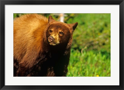 Framed Juvenile black bear, Waterton Lakes NP, Alberta, Canada Print