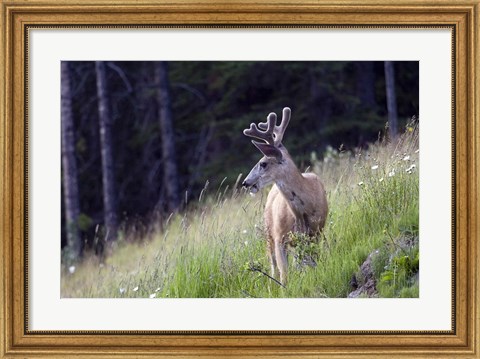 Framed Young deer in Banff National Park, Alberta, Canada Print