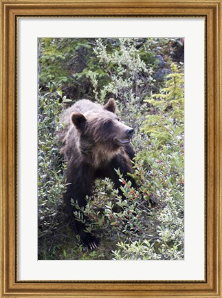 Framed Grizzly bear in Kootenay National Park, Canada Print