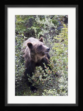 Framed Grizzly bear in Kootenay National Park, Canada Print