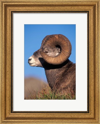 Framed Bighorn Sheep wildlife, Jasper National Park, Alberta Print