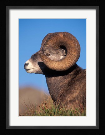 Framed Bighorn Sheep wildlife, Jasper National Park, Alberta Print