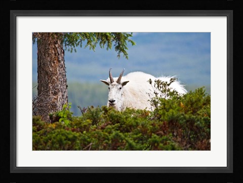 Framed Alberta, Jasper National Park, Mountain Goat wildlife Print