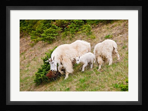 Framed Alberta, Jasper NP, Mountain Goat wildlife Print