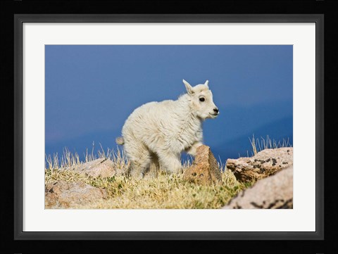Framed Mountain Goat, Rocky Mountains, Colorado Print