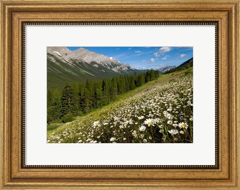 Framed Oxeye daisy flowers, Kananaskis Range, Alberta Print