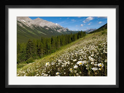 Framed Oxeye daisy flowers, Kananaskis Range, Alberta Print
