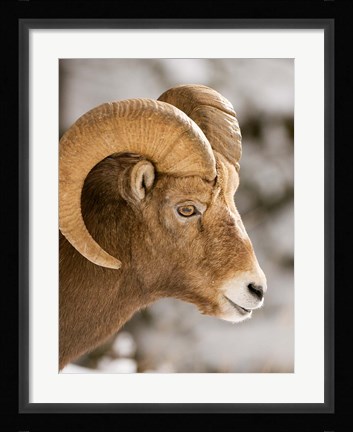 Framed Bighorn sheep, Maligne Canyon, Jasper NP, Alberta Print