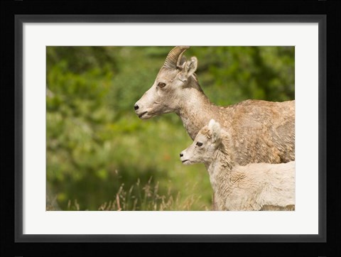 Framed Bighorn sheep wildlife, Peter Lougheed Park, Alberta Print