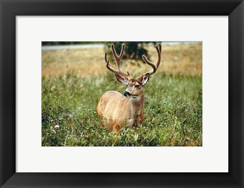 Framed Grazing mule deer buck, Waterton Lakes NP, Canada Print