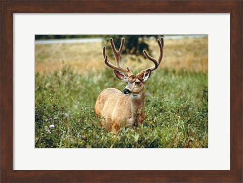 Framed Grazing mule deer buck, Waterton Lakes NP, Canada Print