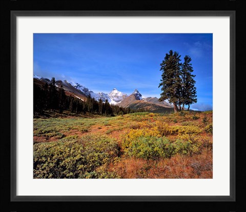 Framed Landscape with Mt Saskatchewan, Banff NP, Alberta Print