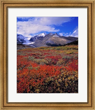 Framed Alberta, Columbia Icefields, Huckleberry meadows Print