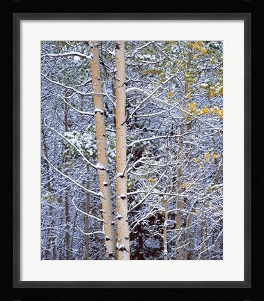 Framed Alberta, Peter Lougheed PP Aspen trees in snow Print