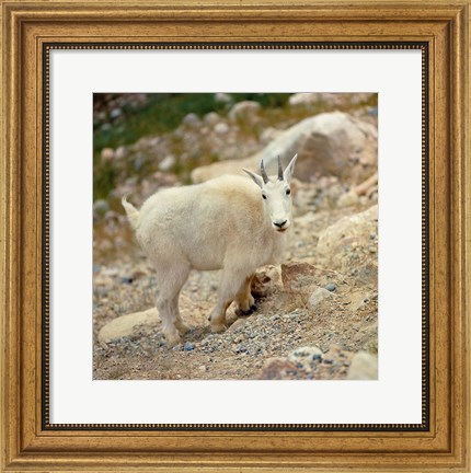 Framed Alberta, Banff NP, Rocky Mountain goat Print