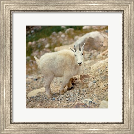Framed Alberta, Banff NP, Rocky Mountain goat Print