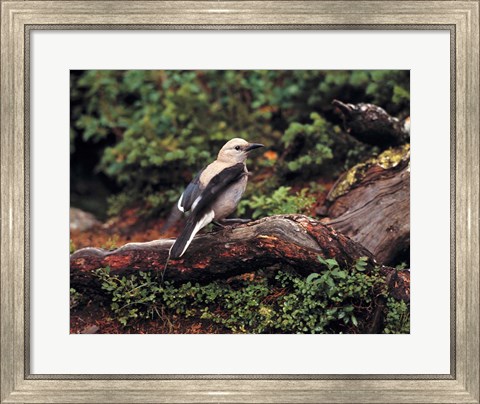 Framed Clark&#39;s Nutcrackers bird in Banff NP, Alberta Print