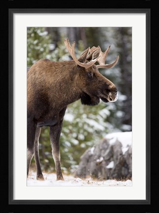 Framed Alberta, Jasper National Park Bull Moose wildlife Print