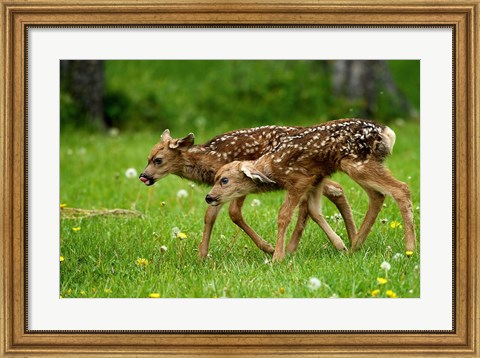 Framed Canada, Alberta, Waterton Lakes NP, Mule deer fawns Print