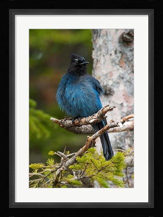 Framed Canada, Alberta, Waterton Lakes NP, Stellar's Jay Print