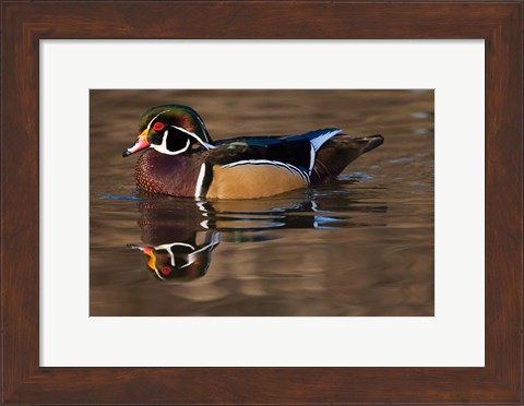 Framed Close up of Wood duck, British Columbia, Canada Print
