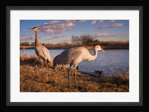 Framed Sandhill cranes, Migratory Bird Sanctuary, British Columbia, Canada Print