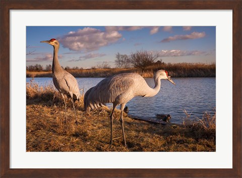 Framed Sandhill cranes, Migratory Bird Sanctuary, British Columbia, Canada Print