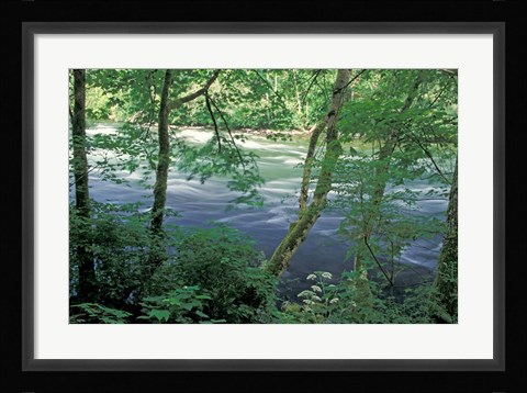 Framed Trees and Ferns on Banks of Campbell River, Vancouver Island, British Columbia Print